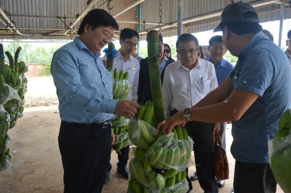 Lãnh đạo Trường Đại học Nông Lâm tham quan trang trại trồng chuối của Tập đoàn HAGL.